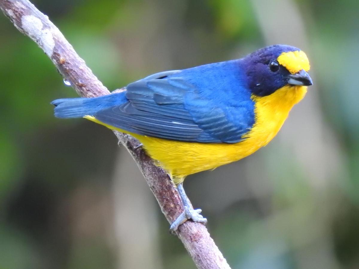 Arua Observacao De Vida Silvestre ปรายาโดฟอร์ชิ ภายนอก รูปภาพ