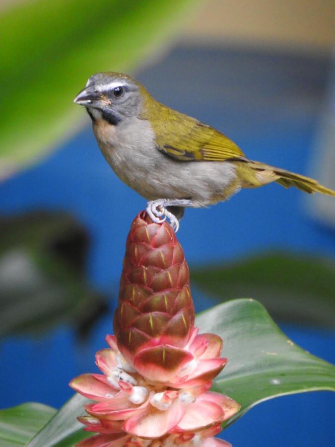 Arua Observacao De Vida Silvestre ปรายาโดฟอร์ชิ ภายนอก รูปภาพ