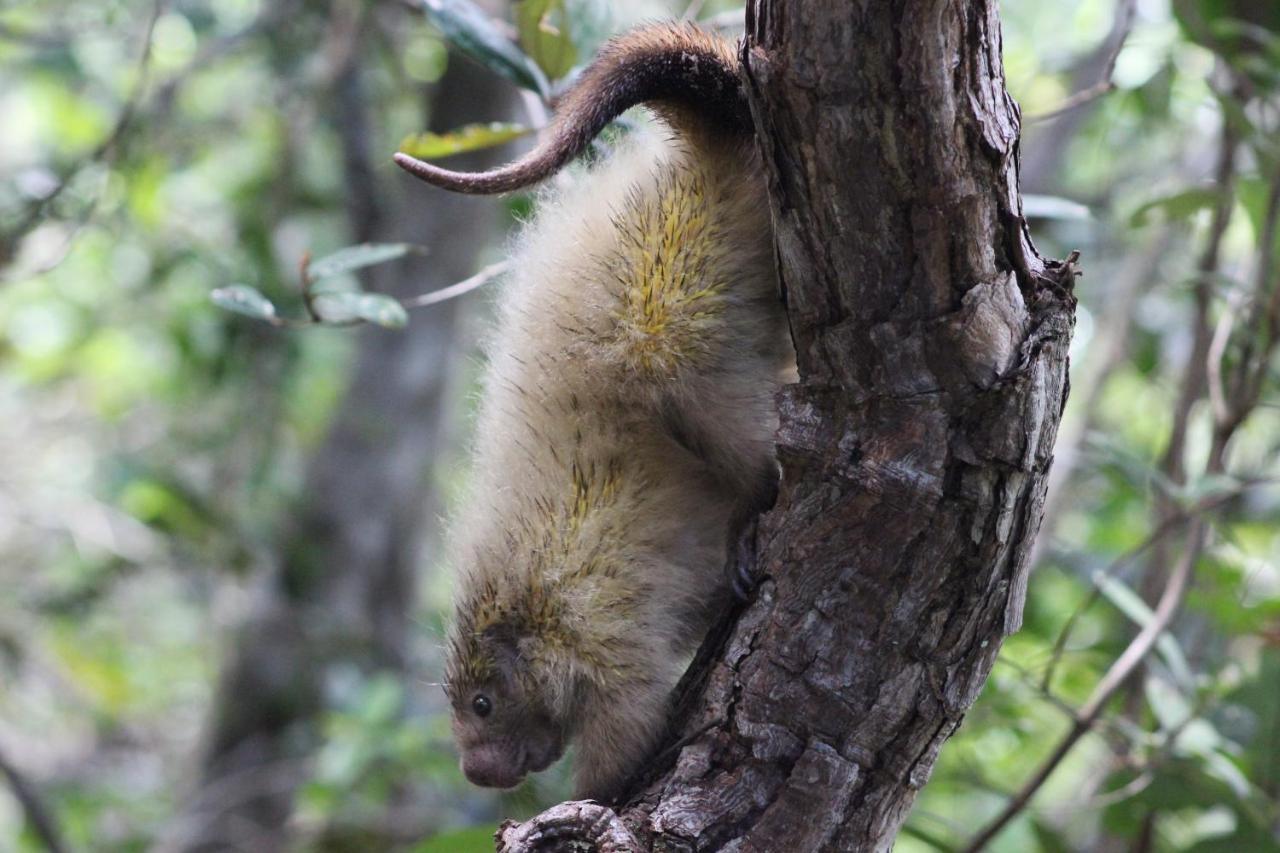 Arua Observacao De Vida Silvestre ปรายาโดฟอร์ชิ ภายนอก รูปภาพ
