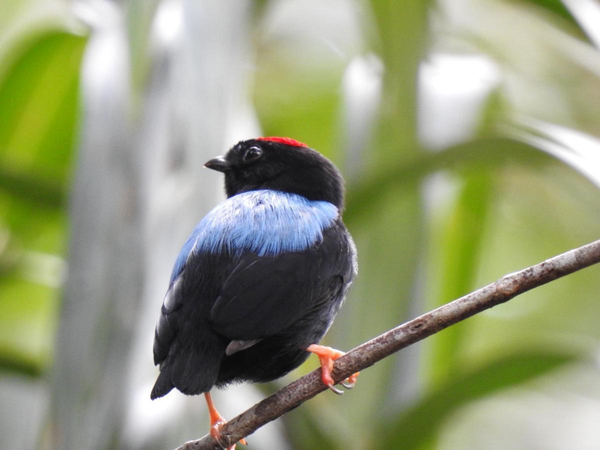 Arua Observacao De Vida Silvestre ปรายาโดฟอร์ชิ ภายนอก รูปภาพ