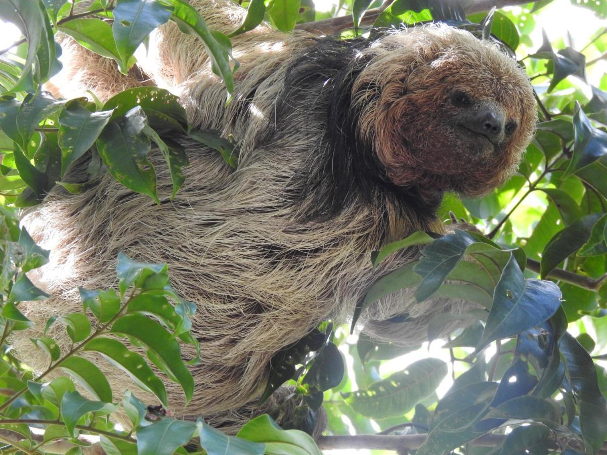Arua Observacao De Vida Silvestre ปรายาโดฟอร์ชิ ภายนอก รูปภาพ