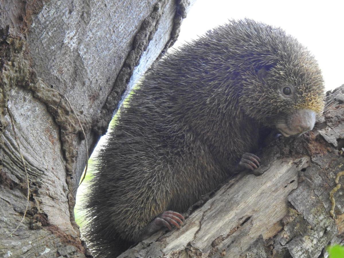 Arua Observacao De Vida Silvestre ปรายาโดฟอร์ชิ ภายนอก รูปภาพ