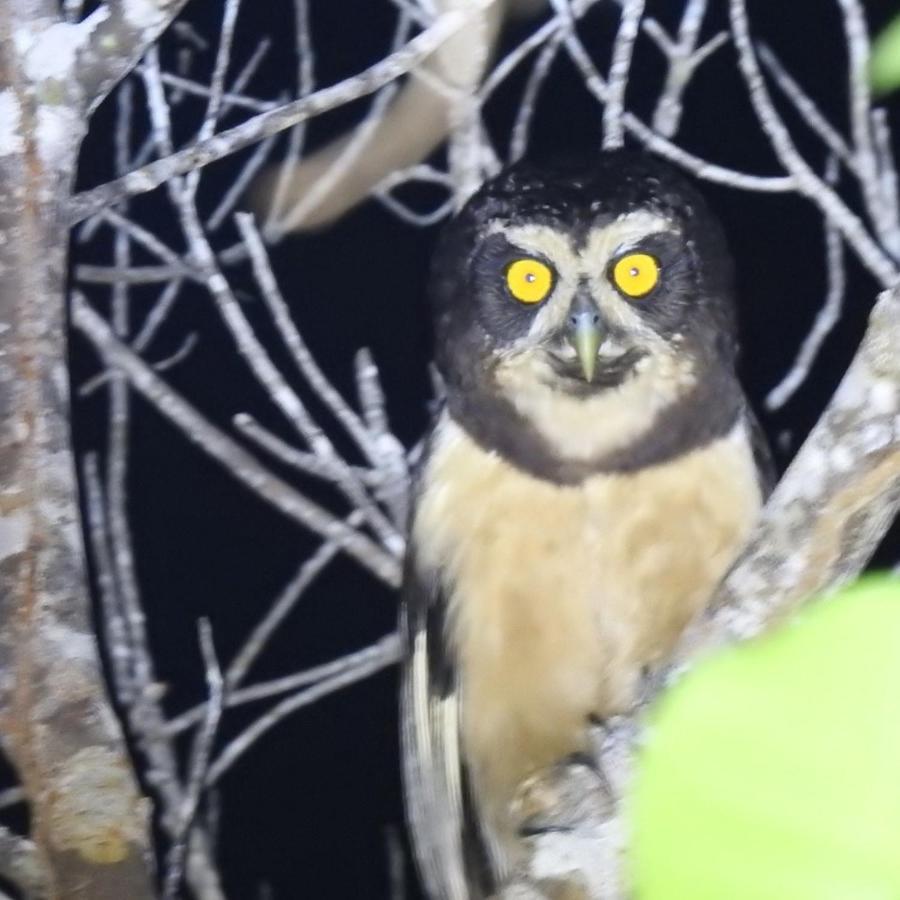Arua Observacao De Vida Silvestre ปรายาโดฟอร์ชิ ภายนอก รูปภาพ