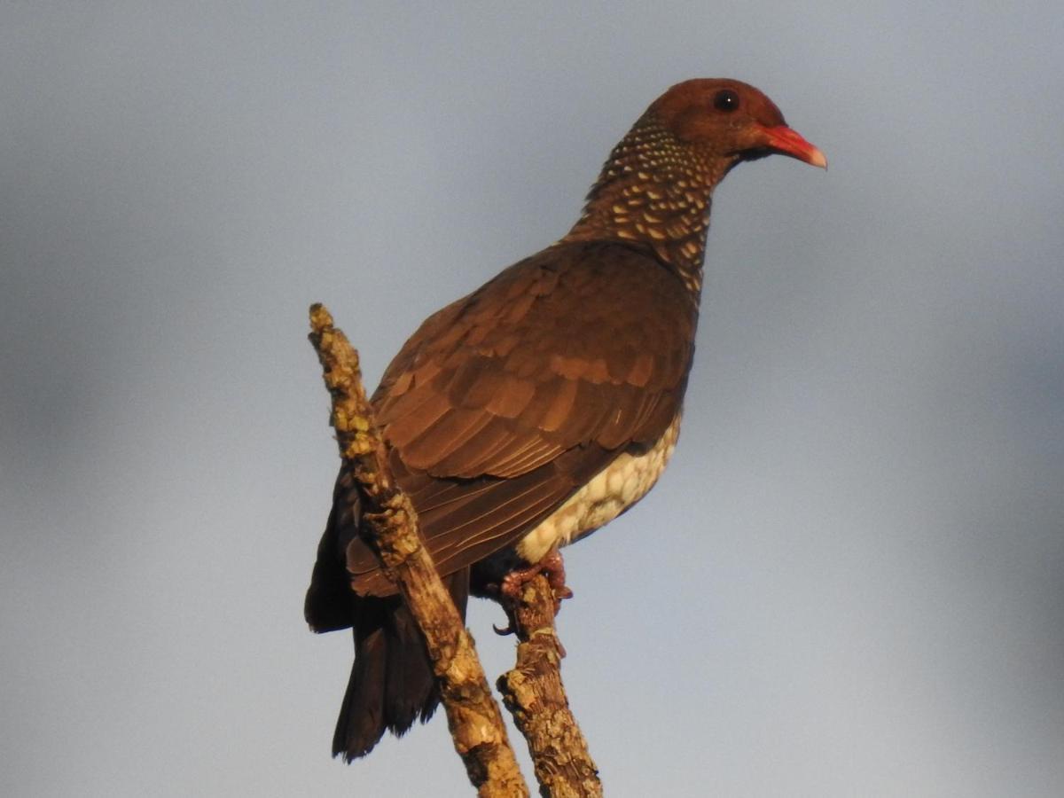 Arua Observacao De Vida Silvestre ปรายาโดฟอร์ชิ ภายนอก รูปภาพ