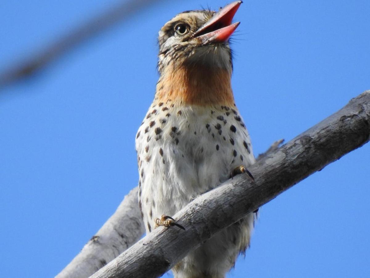 Arua Observacao De Vida Silvestre ปรายาโดฟอร์ชิ ภายนอก รูปภาพ