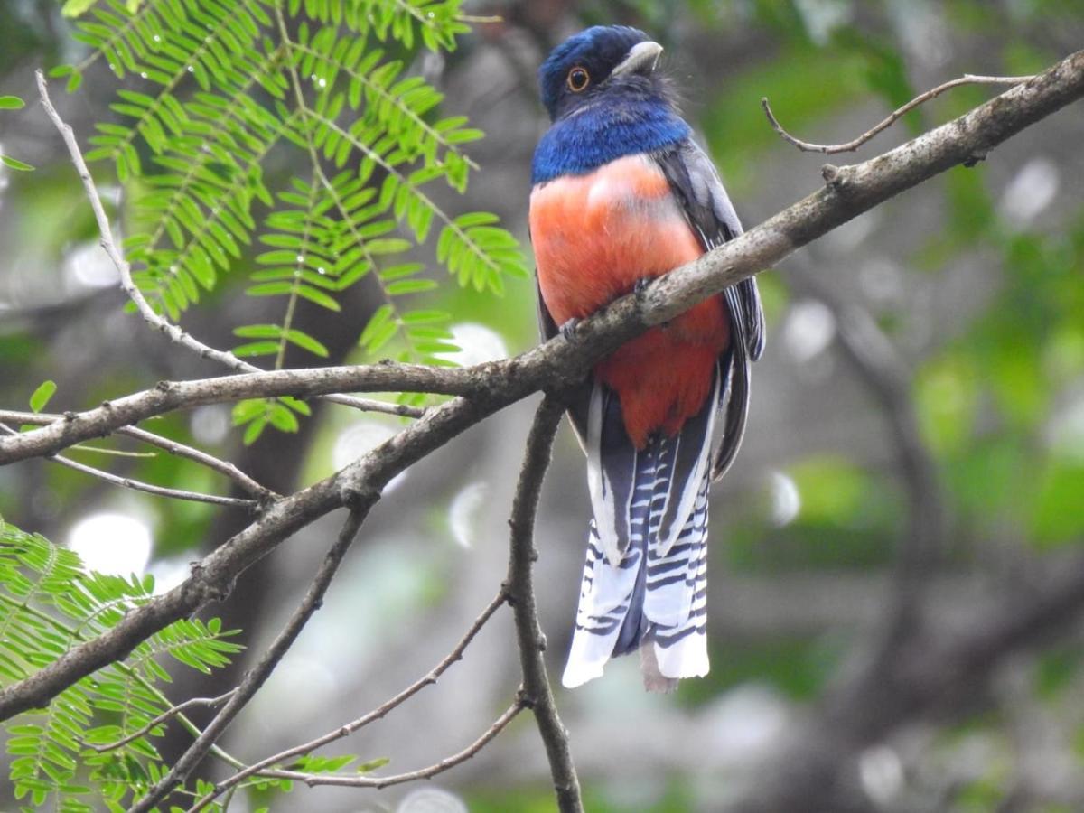 Arua Observacao De Vida Silvestre ปรายาโดฟอร์ชิ ภายนอก รูปภาพ