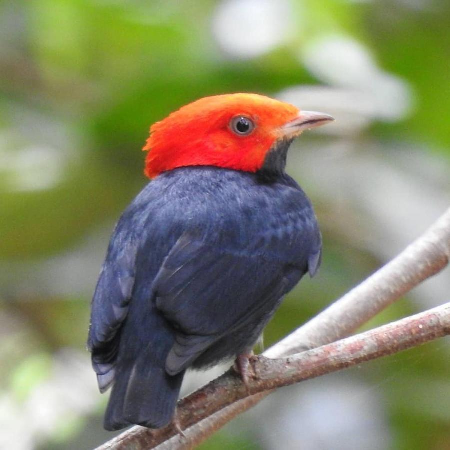 Arua Observacao De Vida Silvestre ปรายาโดฟอร์ชิ ภายนอก รูปภาพ