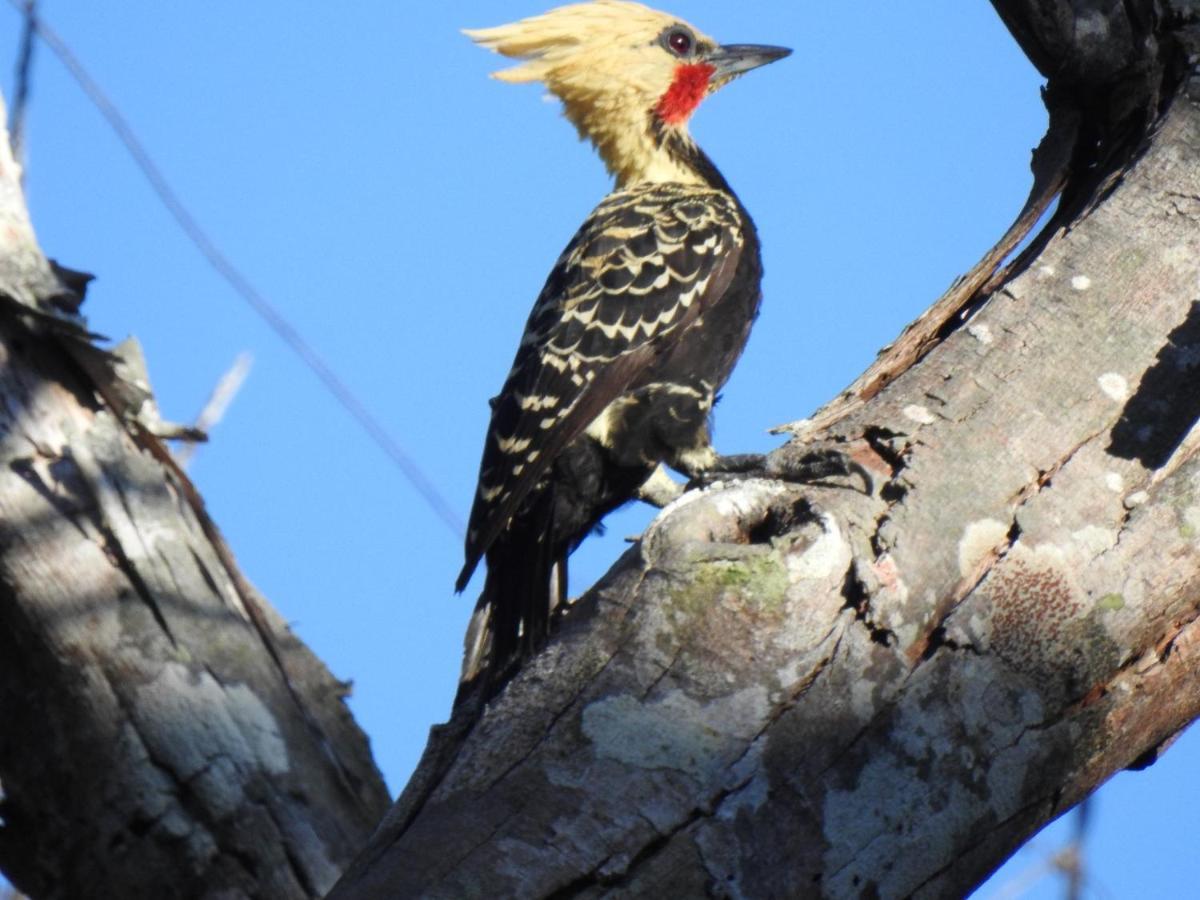 Arua Observacao De Vida Silvestre ปรายาโดฟอร์ชิ ภายนอก รูปภาพ