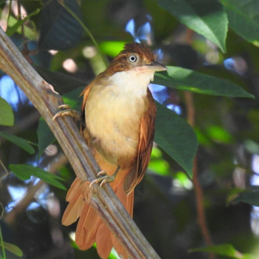 Arua Observacao De Vida Silvestre ปรายาโดฟอร์ชิ ภายนอก รูปภาพ