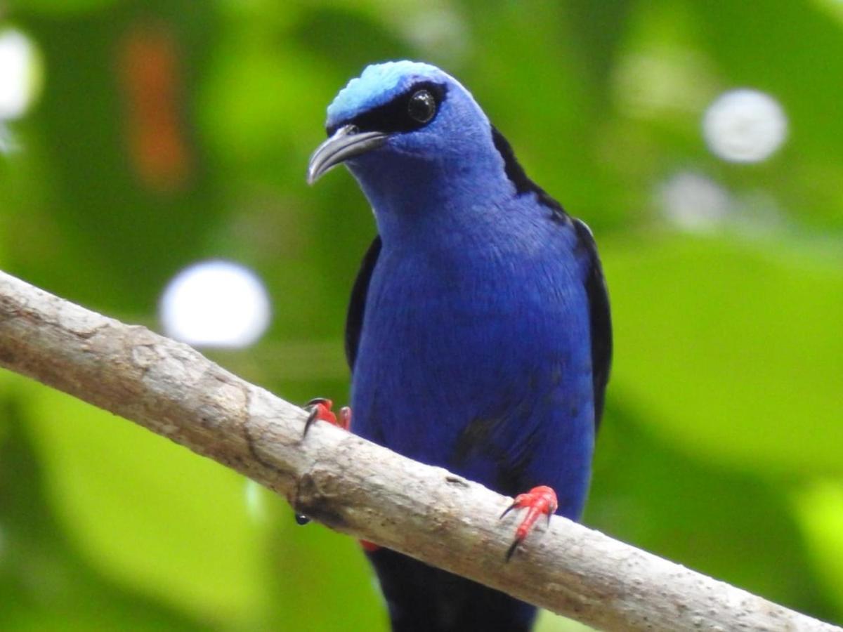 Arua Observacao De Vida Silvestre ปรายาโดฟอร์ชิ ภายนอก รูปภาพ