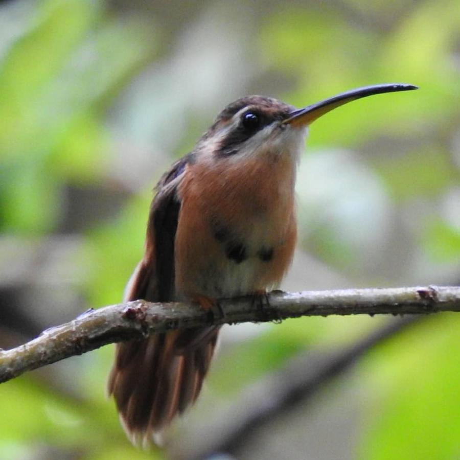 Arua Observacao De Vida Silvestre ปรายาโดฟอร์ชิ ภายนอก รูปภาพ