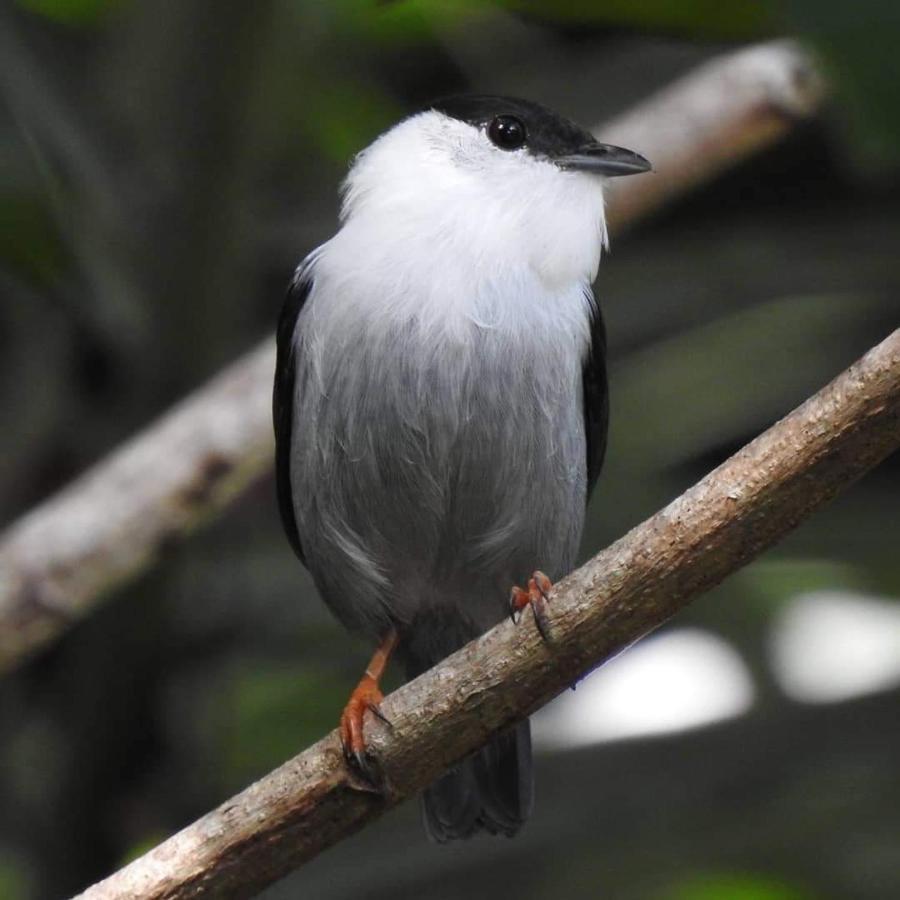 Arua Observacao De Vida Silvestre ปรายาโดฟอร์ชิ ภายนอก รูปภาพ