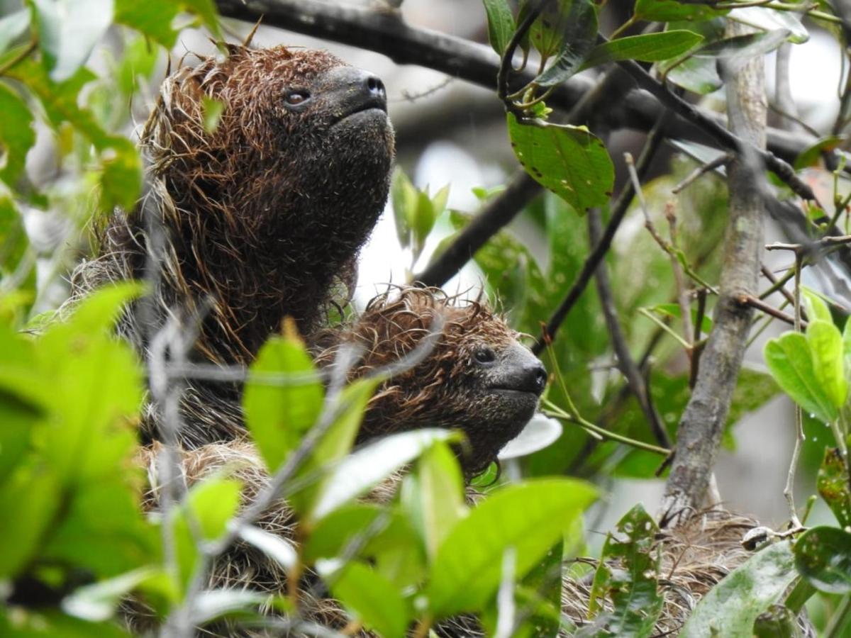 Arua Observacao De Vida Silvestre ปรายาโดฟอร์ชิ ภายนอก รูปภาพ