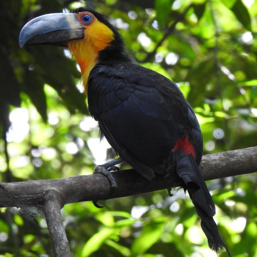 Arua Observacao De Vida Silvestre ปรายาโดฟอร์ชิ ภายนอก รูปภาพ